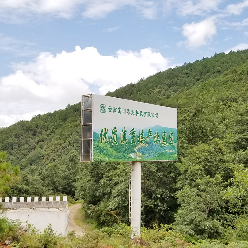 雲南(nán)寶田農業600畝滇重樓種植基地