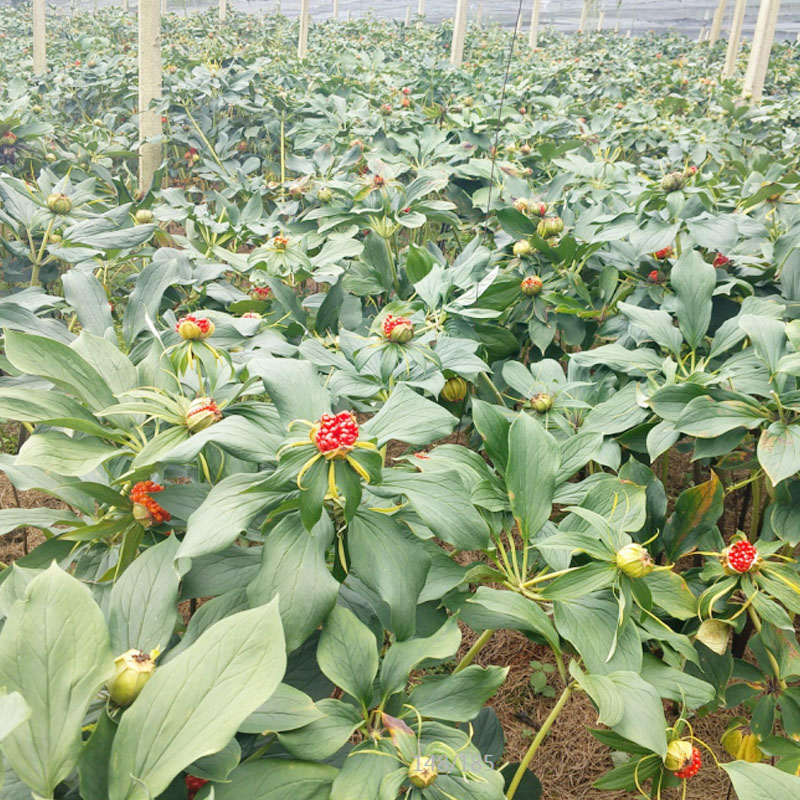 雲寶田農業滇重樓商(shāng)品種植基地