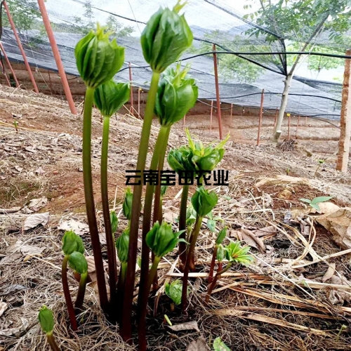 雲南(nán)寶田1号滇重樓種苗