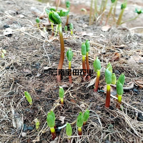 雲南(nán)寶田1号滇重樓種苗