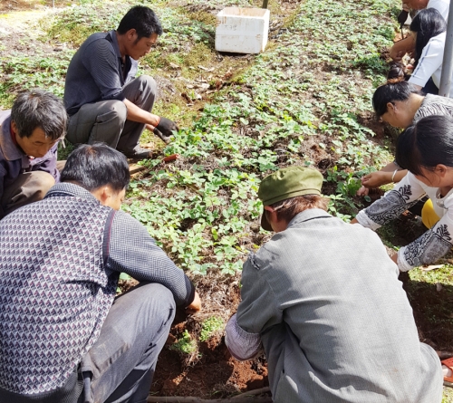 大(dà)理客戶到寶田農業滇重樓基地挖苗