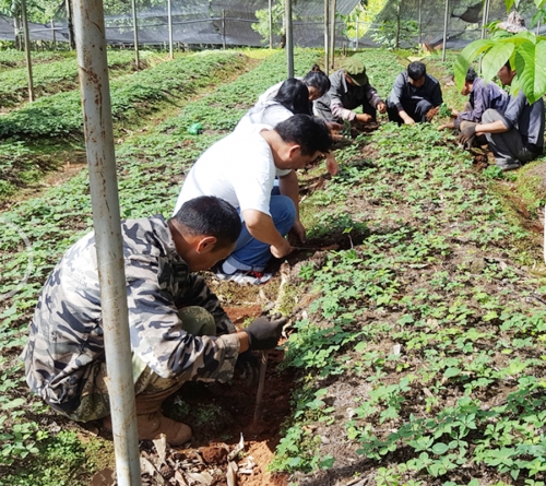 雲南(nán)寶田麗江滇重樓種植戶到公司基地挖苗